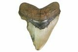 Huge, Fossil Megalodon Tooth - North Carolina #172605-1